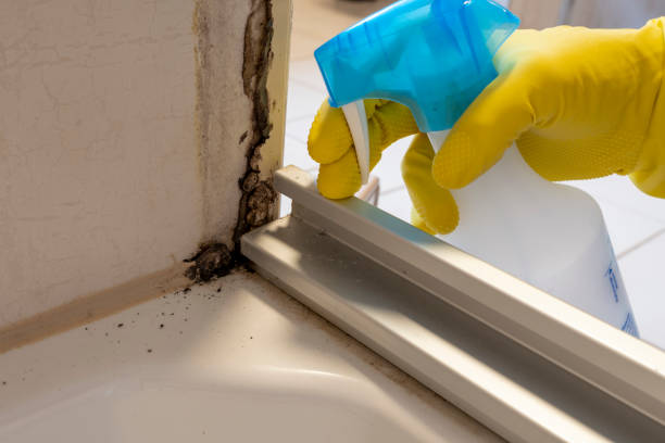 Best Attic Mold Removal  in Stafford Courthouse, VA