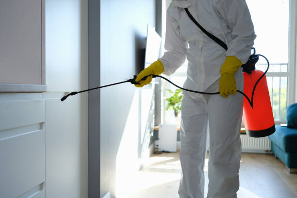 Best Certified Mold Removal  in Stafford Courthouse, VA