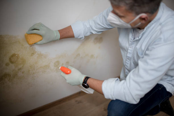 Best Crawl Space Mold Removal  in Stafford Courthouse, VA