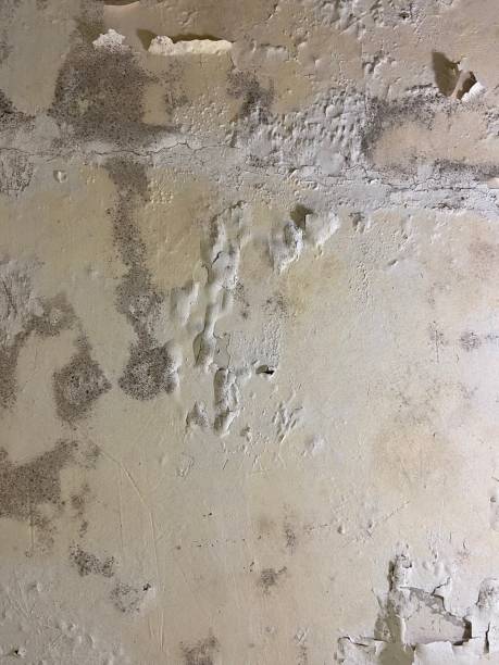 Stafford Courthouse, VA Mold Removal Company