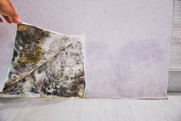 Best Residential Mold Removal  in Stafford Courthouse, VA